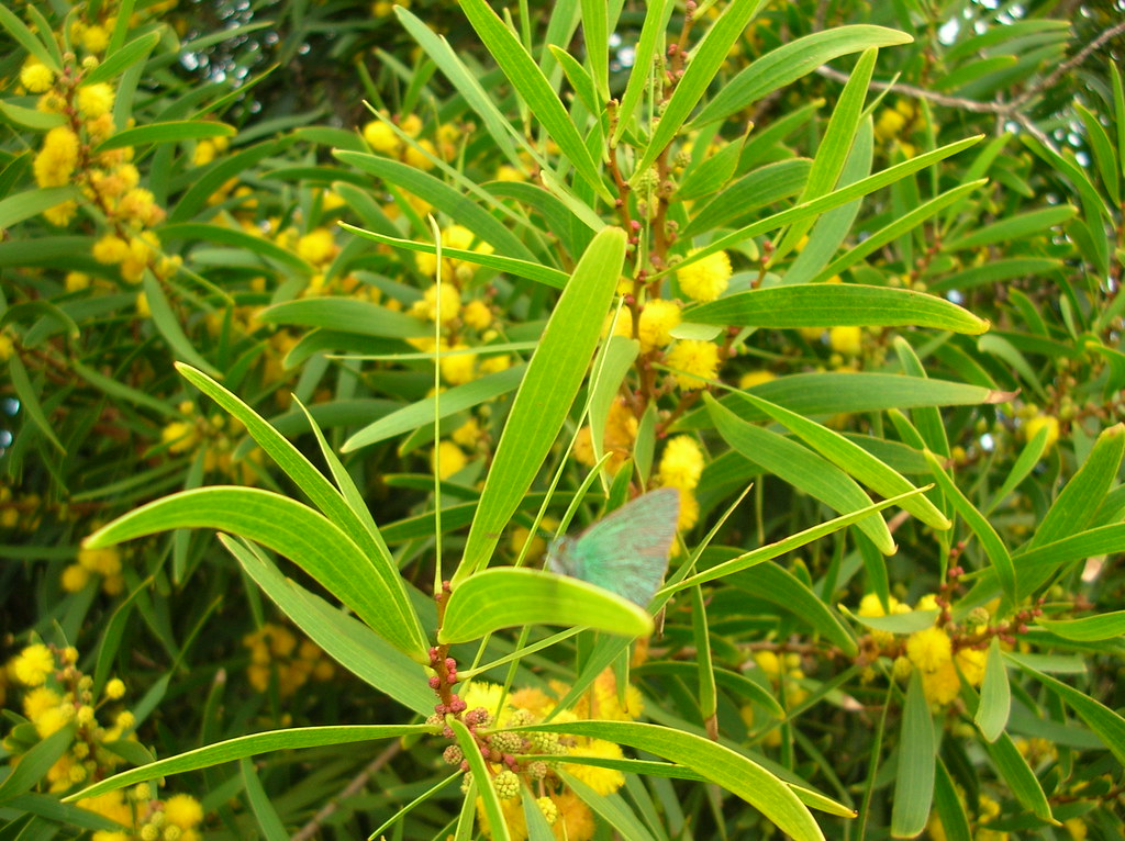Acacia confusa - KnowYourWeeds